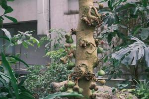 A tree trunk full of fruit photo