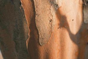 Yellow mottled bark in the setting sun photo