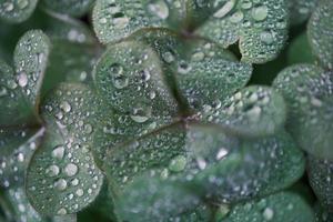 A four-leaf clover covered with dew photo