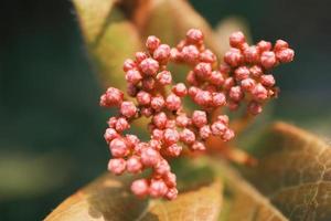 Low shrub fruit in the sun photo