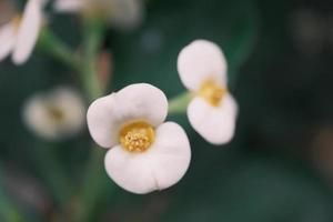 White Begonia in the garden photo