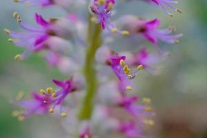 Macro blooming pink fleshy flowers photo