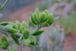 Crassula Mesembryanthemoides Hispida in the garden photo