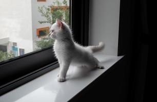 White kitten stretching out on windowsill photo