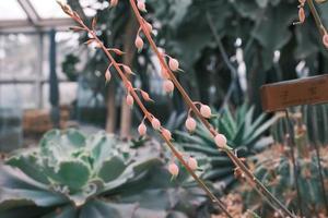 Gasteria carinata Blooming red succulent flowers photo