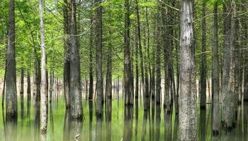 verde metasequoia bosque en el lago foto