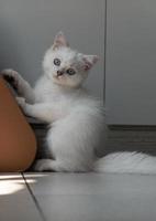 White kitten playing with cat climbing frame