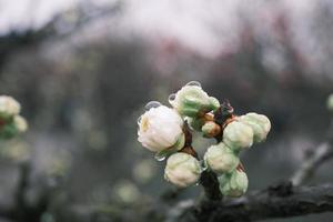 blanco ciruela flores floreciente en lluvioso dias foto