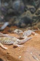 Palace guarding lizard on the sand photo