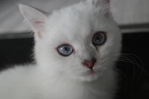 Portrait of white silver point cat lying on floor photo