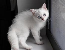 white silver point kitten playing photo