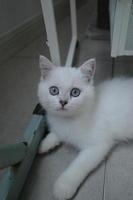 Portrait of white silver point cat lying on floor photo