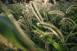 Dog tail grass in the sunset photo