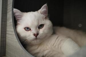 Portrait of white silver point cat lying on floor photo