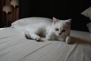 Portrait of white silver point cat lying on bed photo