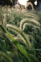 Dog tail grass in the sunset photo