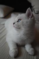 Portrait of white silver point cat lying on floor photo