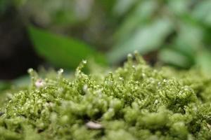 Macro photo of moss on a rock
