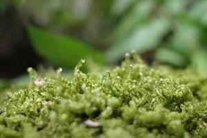 macro foto de musgo en un rock