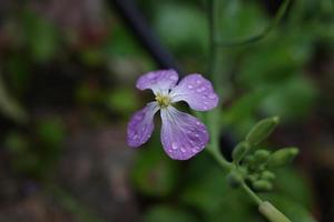 flower of annual honesty in the garden photo