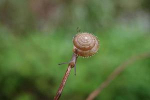 Furry snail crawling on a branch photo