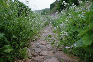 A country stone path full of flowers on both sides photo