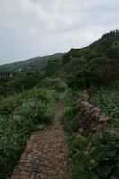 A country stone path full of flowers on both sides photo