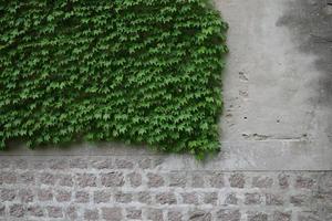 Gray and white walls covered with ivy photo