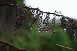 Tallsaw sedge covered with dew photo