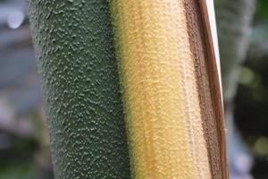 Green banana tree growing in a greenhouse photo