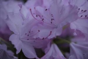 Violeta rododendro amy cotta azalea flor foto