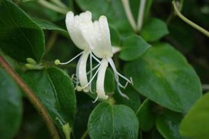 A honeysuckle flower with dewdrops photo