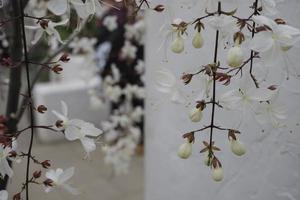 Blooming weeping silk jasmine flowers with buds photo