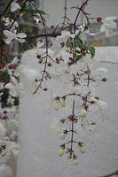 Blooming weeping silk jasmine flowers with buds photo