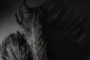 avestruz plumas en destacar y magia sombra. negro monocromo antecedentes