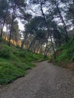Original natural beauty of the footpath among the pine forests of the valley photo