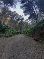 Traversing nature beauty footpath through original pine tree forest photo