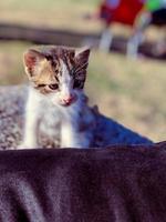 adorable gatito juguetón viaje desde pelusa pelota a felino, crónica su evolución y crecimiento foto