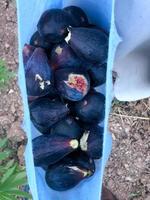 Harvesting fresh black figs from their natural tree photo