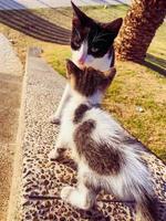 Feline mother's pride in watching her kitten grow, capturing the love, joy, and satisfaction of maternal love and nurturing photo