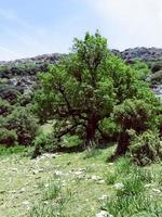 Reawaken in the splendor of spring on a journey to the summit of a mountain exploring the heart of nature magnificent and serene landscapes photo