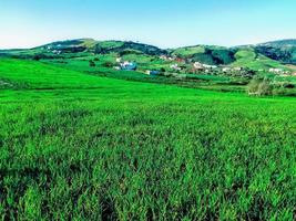 Splendor of a beautiful natural grass field in the heart of summer photo