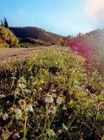 Admire the beauty of the flowering Mediterranean chamomile plant in the heart of nature tranquil and serene landscapes into the world of botanical wonders photo