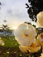 Early morning flower blooming with a spectacular sight photo