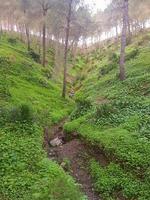 Explore the landscape of natural mountain grass among the pine trees photo