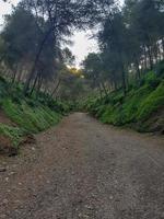 Path among the pine trees in the original nature photo