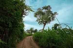 la carretera a canguro paraca en sajek, Bangladesh foto