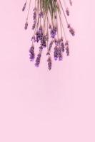 Lavender flowers on pink background top view. Copy space. Vertical photo