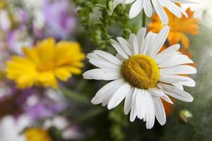 beautiful camomile on a background of wildflowers and herbs photo