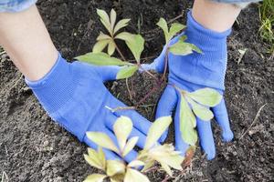 manos en azul guantes trabajo en el suelo - primavera plantando de peonias, selectivo atención foto